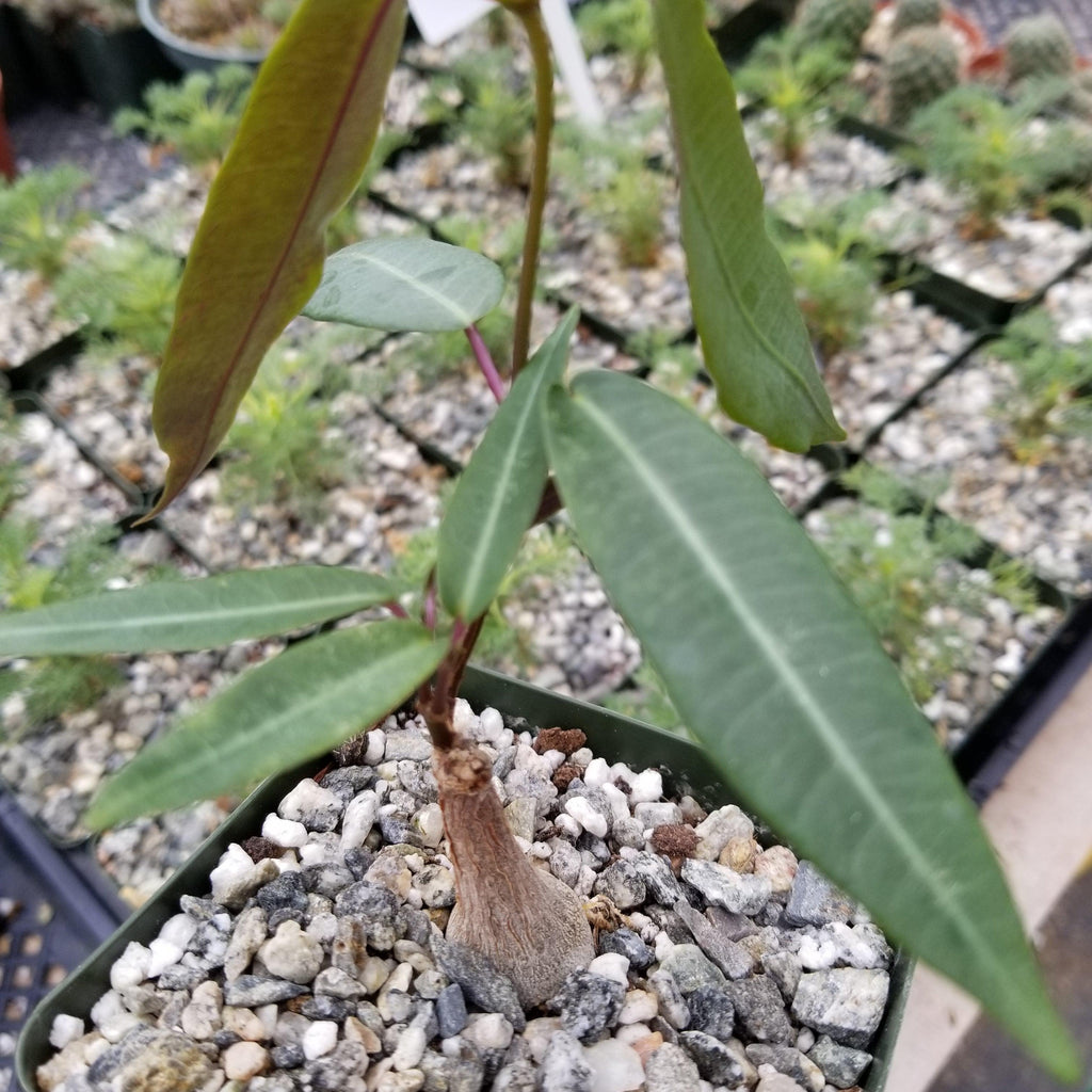 Petiopenta natalensis