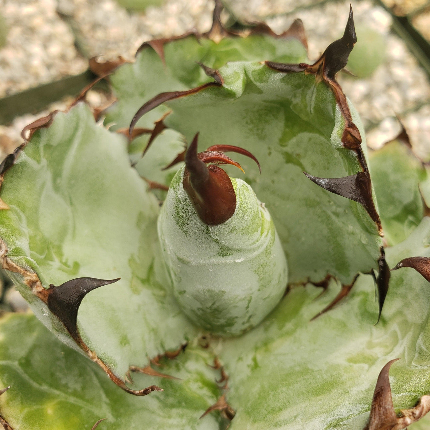 Buy Agave Titanota Black and Blue Plant Online