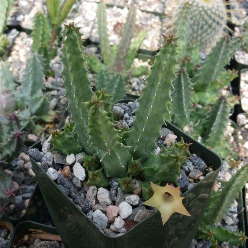 Huernia bayeri