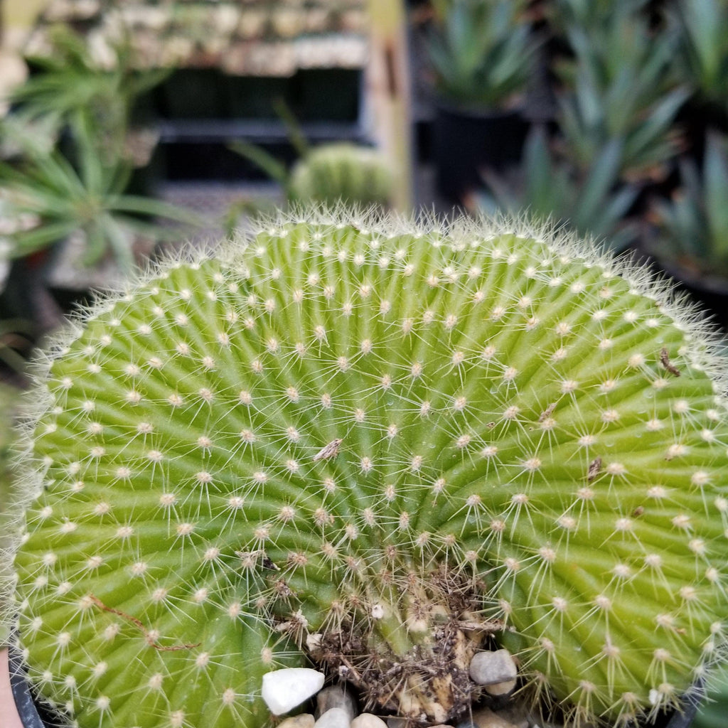 Trichocereus huascha cristata