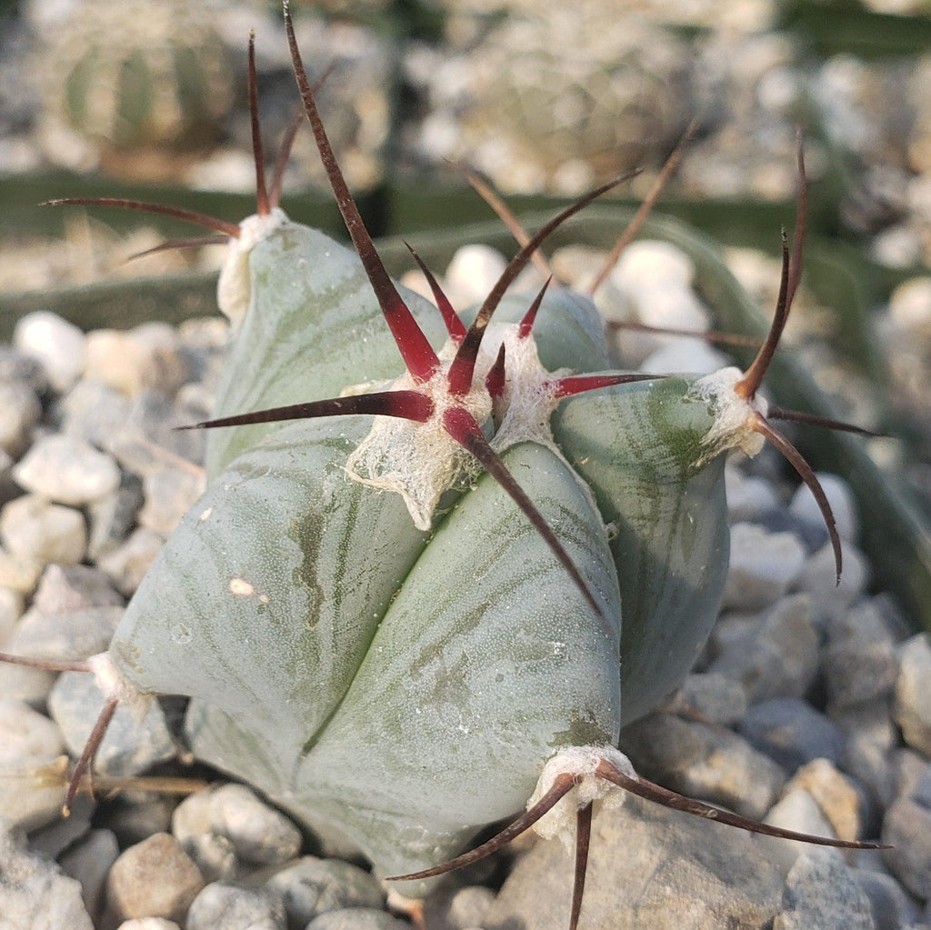 Echinocactus ingens