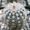 Echinocereus adustus