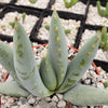 Aloe claviflora