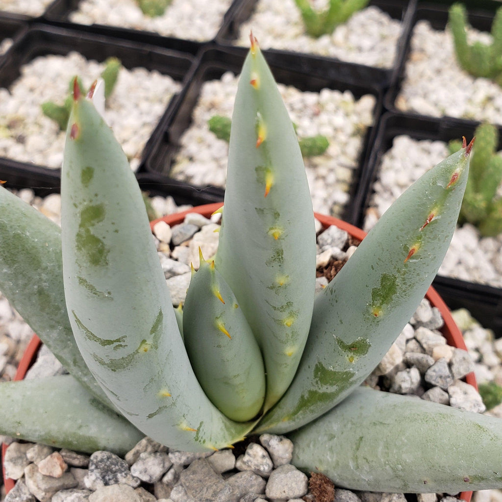 Aloe claviflora