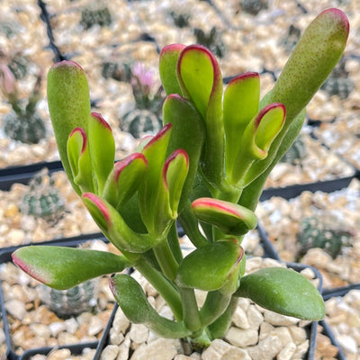 ET fingers - Variegated Jade Plant 'Crassula ovata variegata' - 5