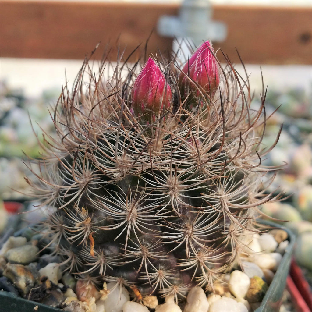 Neoporteria bicolor or Eriosyce islayensis