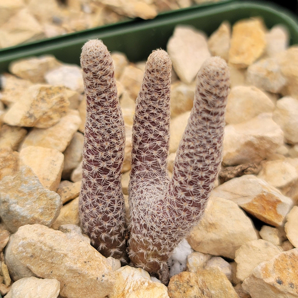 Puna clavarioides (Maihueniopsis clavarioides)