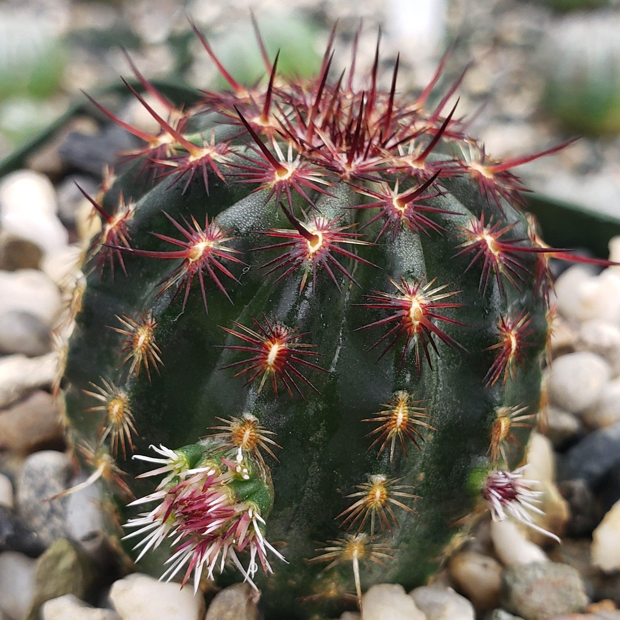 Echinocereus davisii