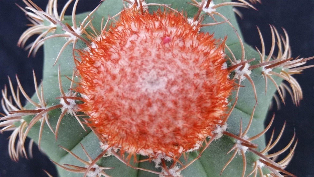 Melocactus matanzanus no cephalium