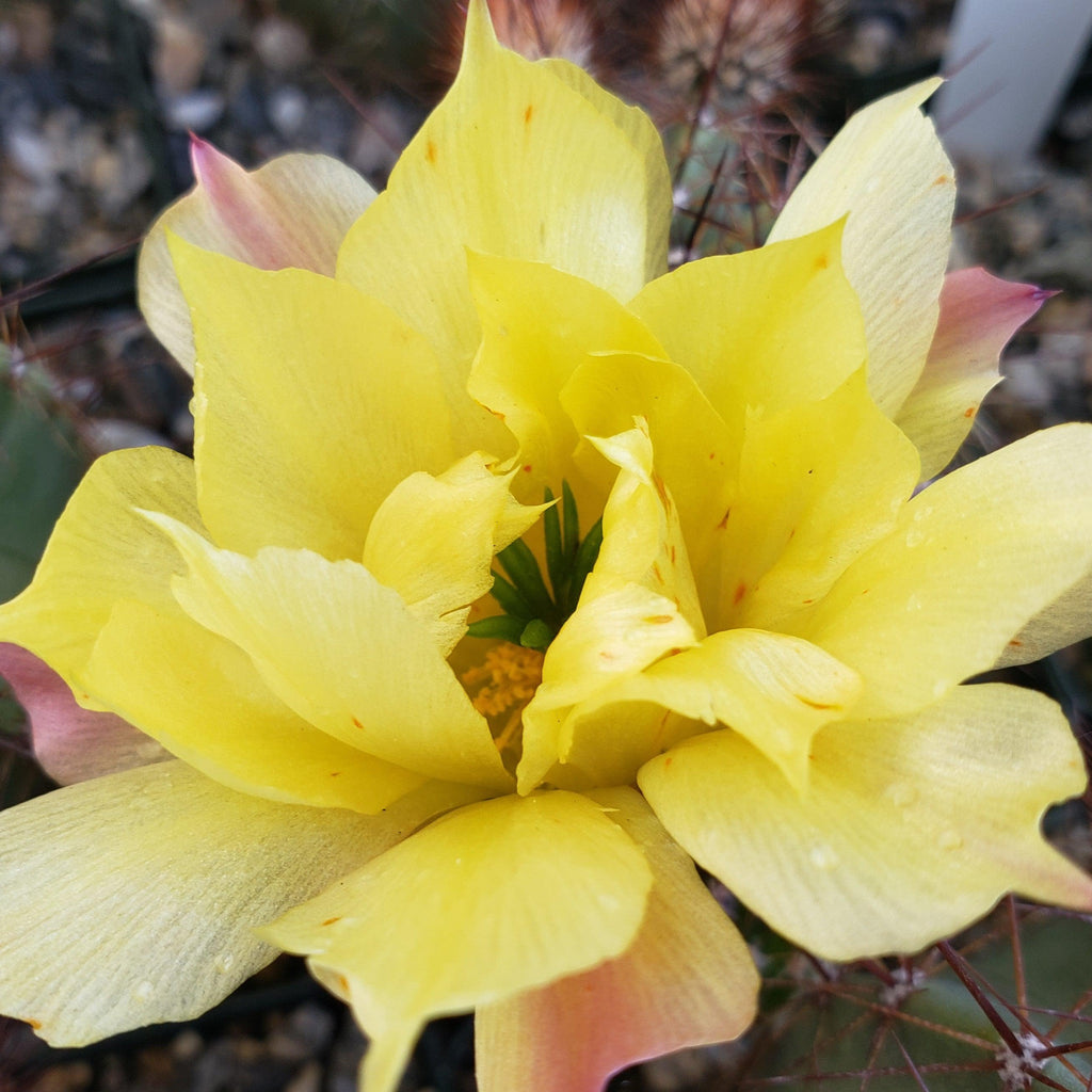 Echinocereus subinermis v. luteus