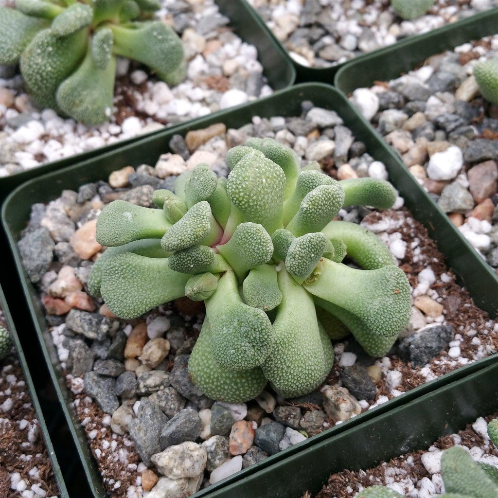 Aloinopsis luckhoffii