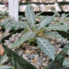 Dorstenia lancifolia