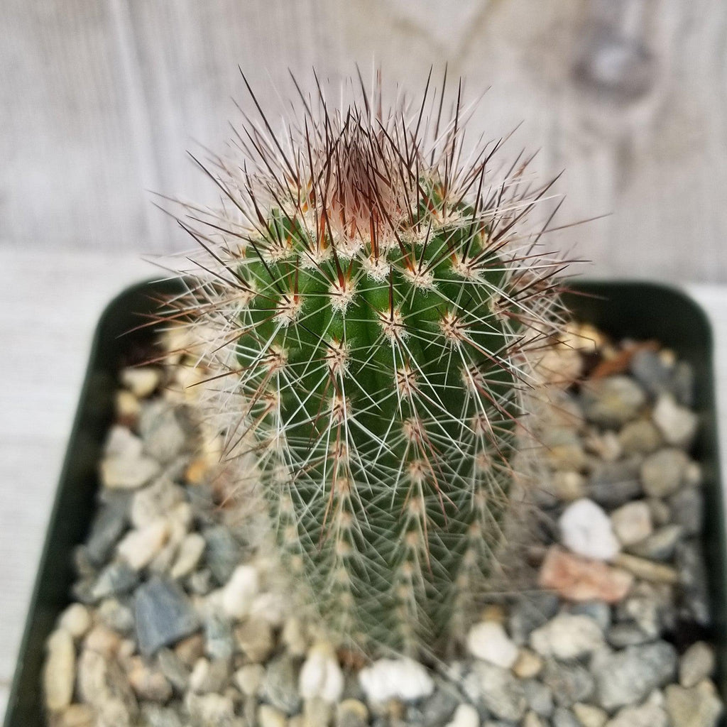 Trixantocereus blossfeldiorum