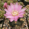 Gymnocalycium neuhuberi