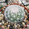 Mammillaria candida