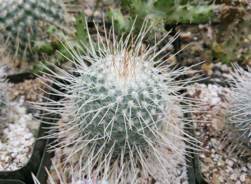 Mammillaria Geminispina