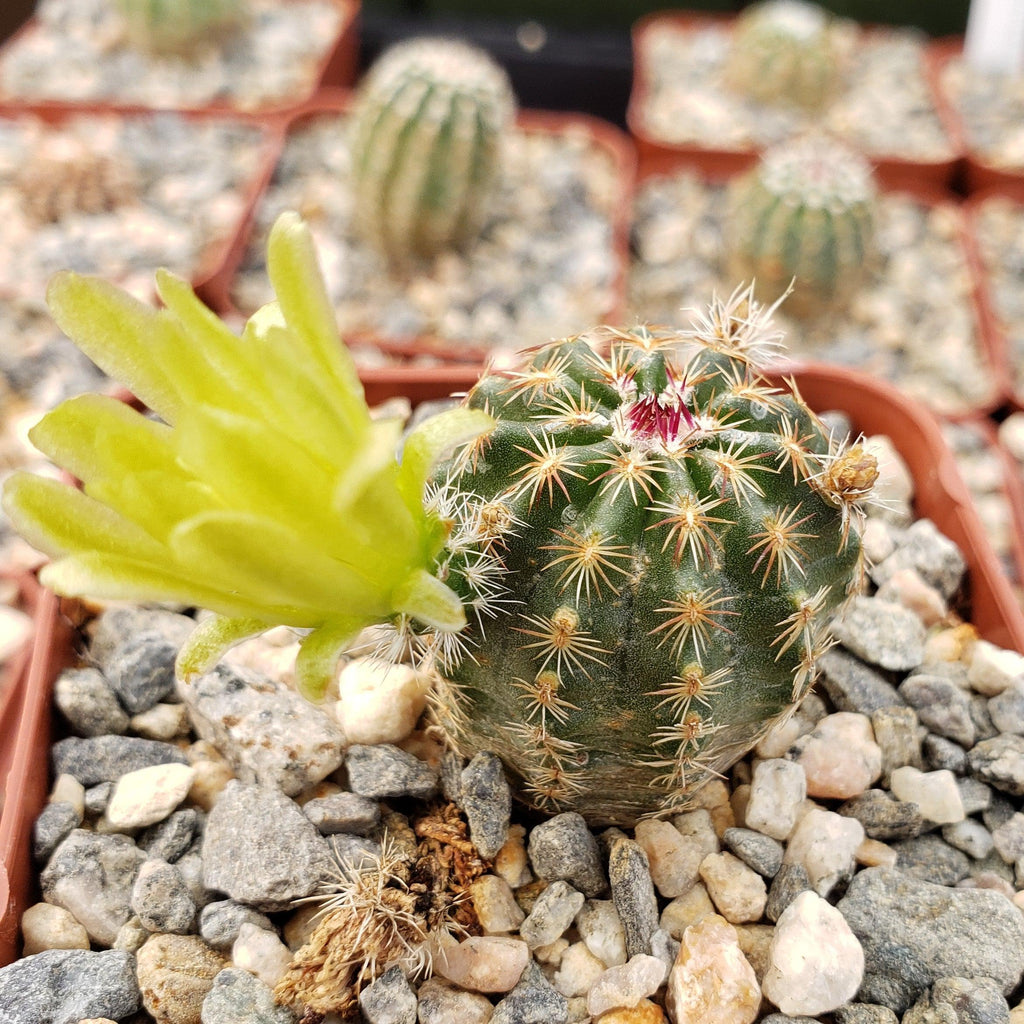 Echinocereus viridiflorus montanus