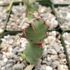 Euphorbia cooperi