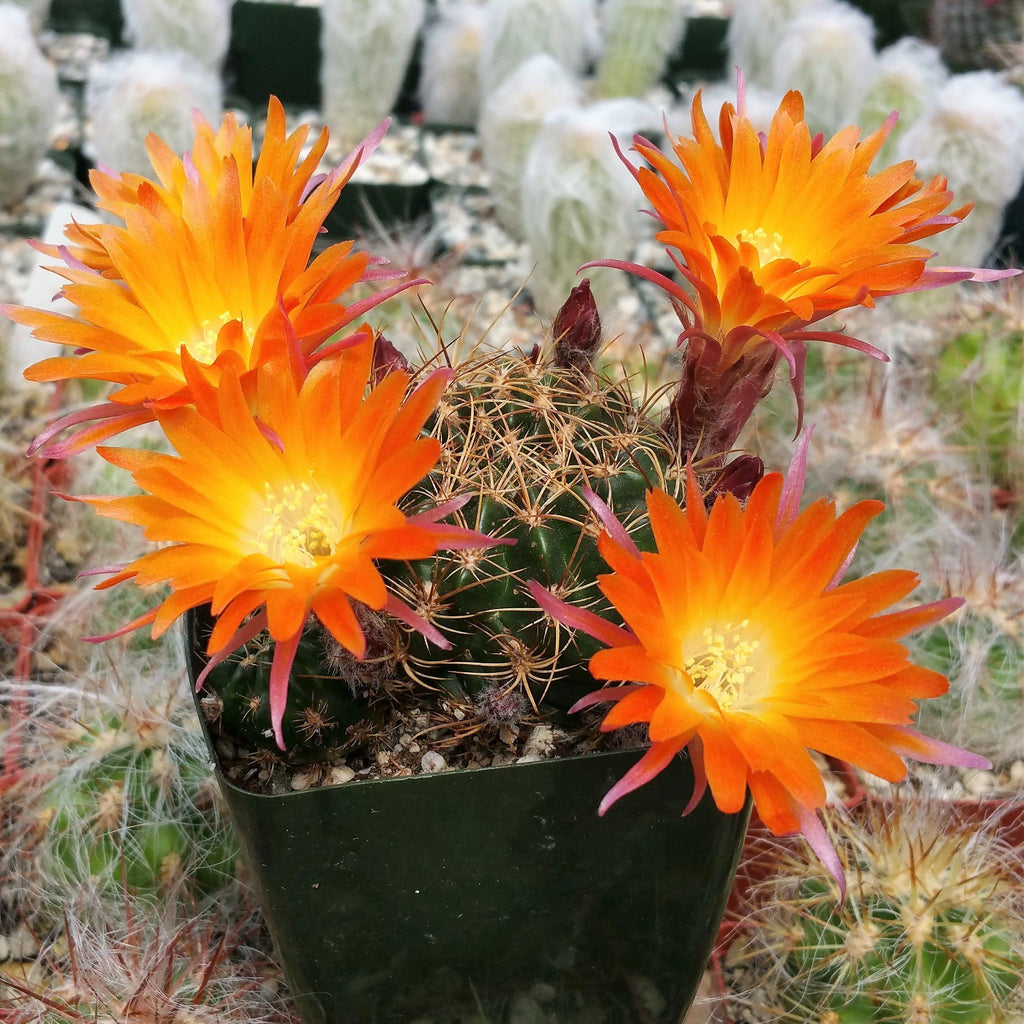 Lobivia schieleana quiabayensis