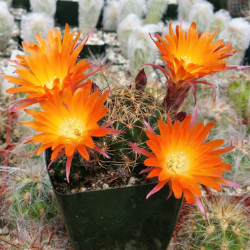 Lobivia schieleana quiabayensis 4