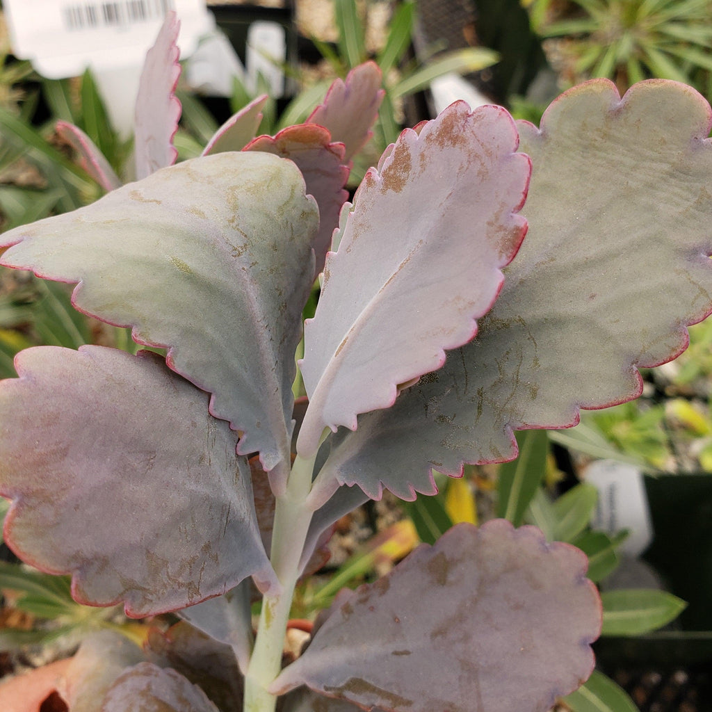 Kalanchoe fedtschenko