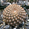 Sulcorebutia arenacea