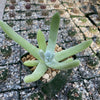 Dudleya pachyphytum