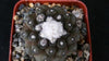 Copiapoa hypogaea barquitensis