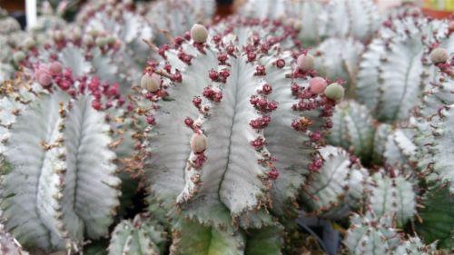 Euphorbia horrida hybrid