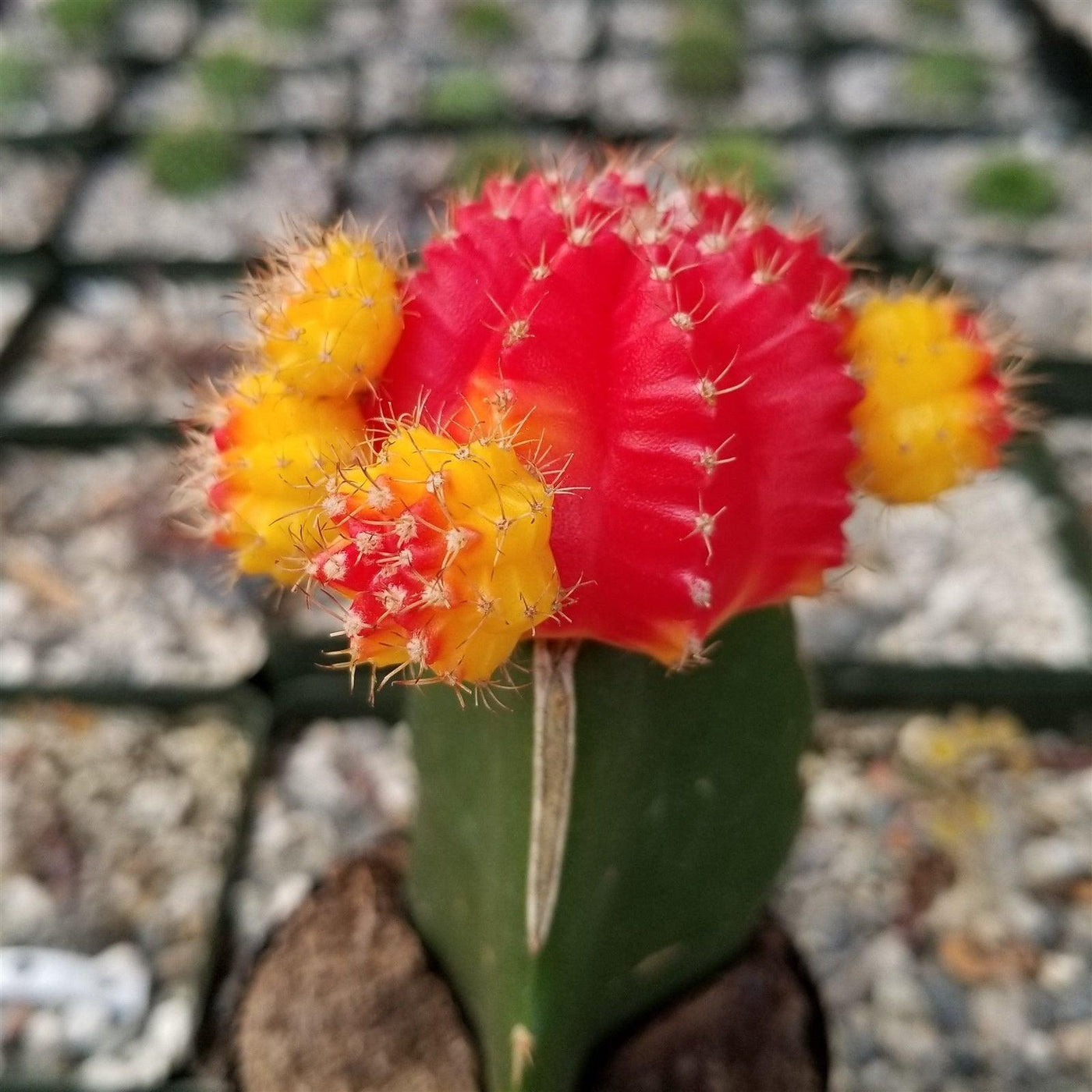 Red Yellow Bicolor Grafted Moon Cactus - Gymnocalycium mihanovichii Hibotan