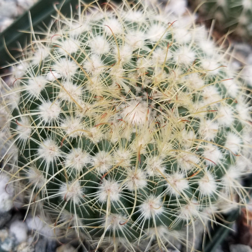 Notocactus apricus