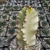 Variegated African Candelabra - Euphorbia ammak variegata