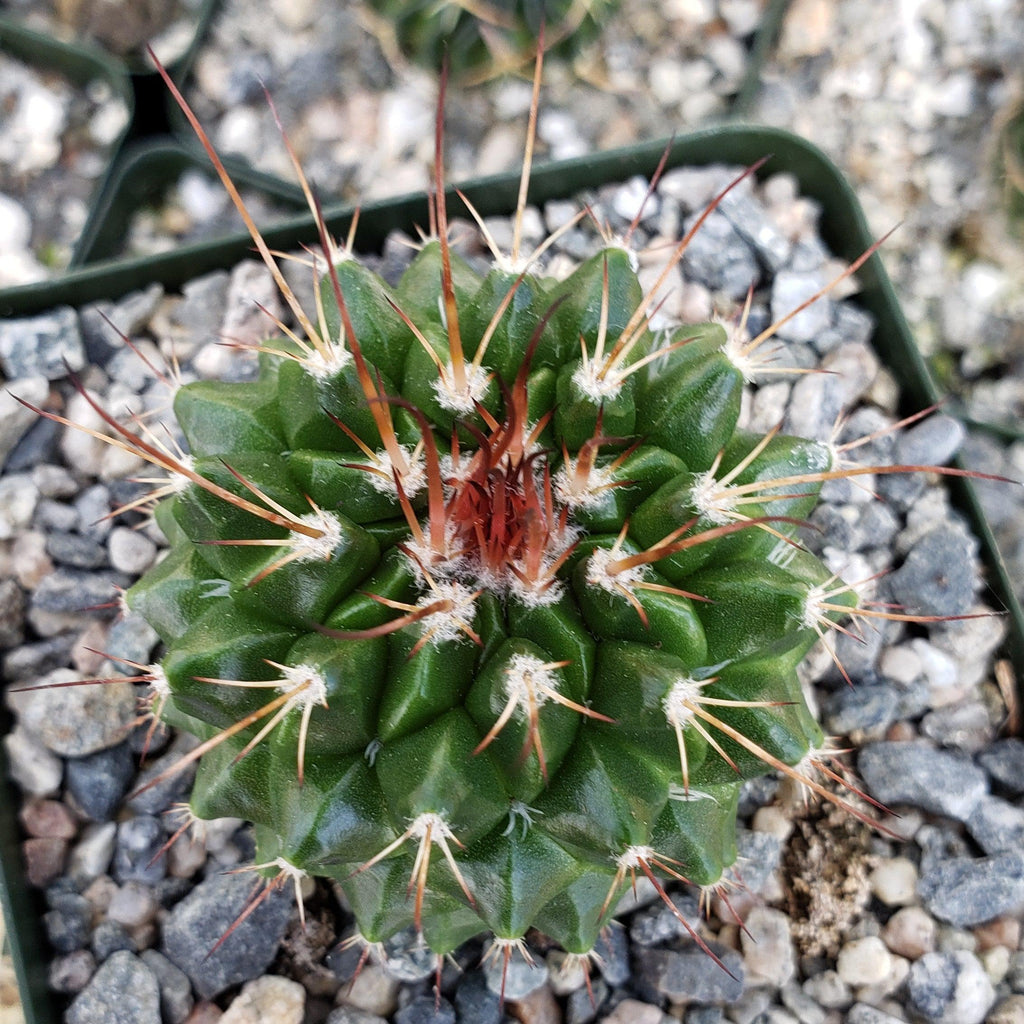 Mammillaria tlayecac