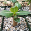 Adenium Obesum Shada