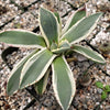 Agave applanata marginata