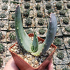 Aloe comptonii