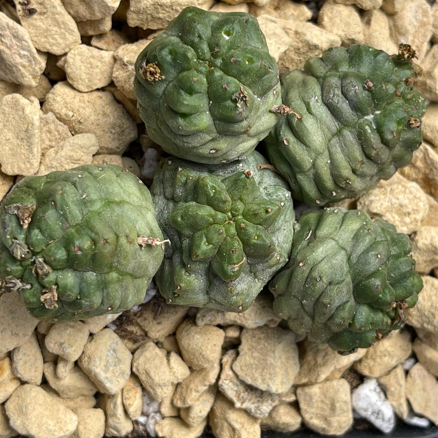 Euphorbia pseudoglobosa green