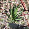 Agave filifera schidigera