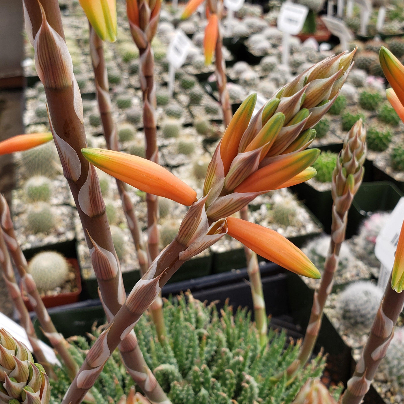 succulent aloe humilis Purchase the low-growing Aloe Humilis | Spider Aloe