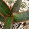 Aloe swordfish