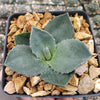 Agave Parryi Raulston