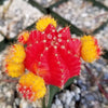 Red Yellow Bicolor Grafted Moon Cactus - Gymnocalycium mihanovichii Hibotan