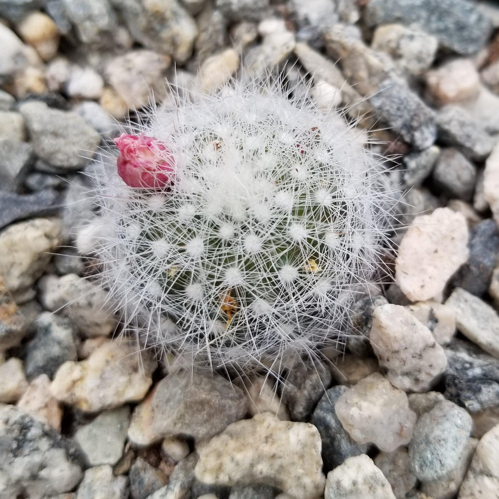 Mammillaria Schwarzii