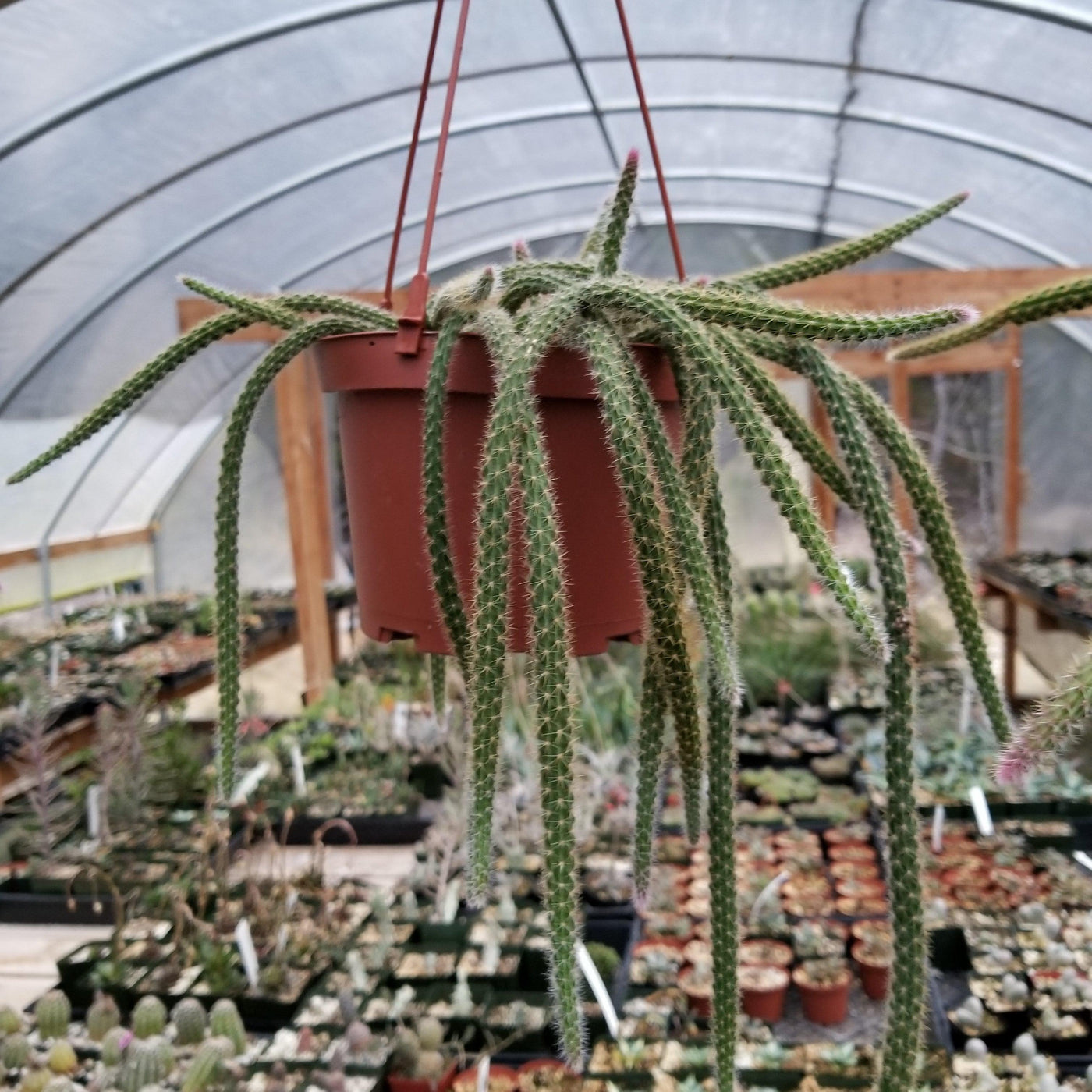 hanging rat tail succulent Aporocactus flageliformis rat 3 Cuttings – Planet Desert
