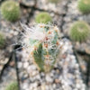 Pilosocereus cephalocereus palmeri