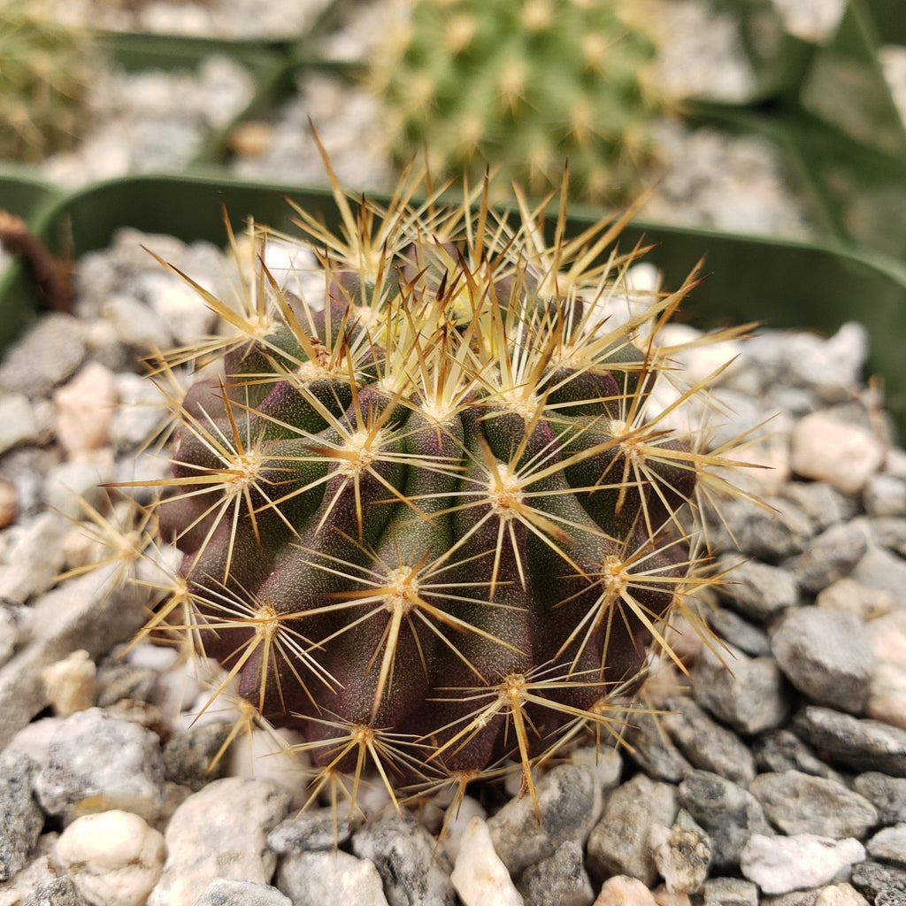 Neochilenia chilensis flaviflora