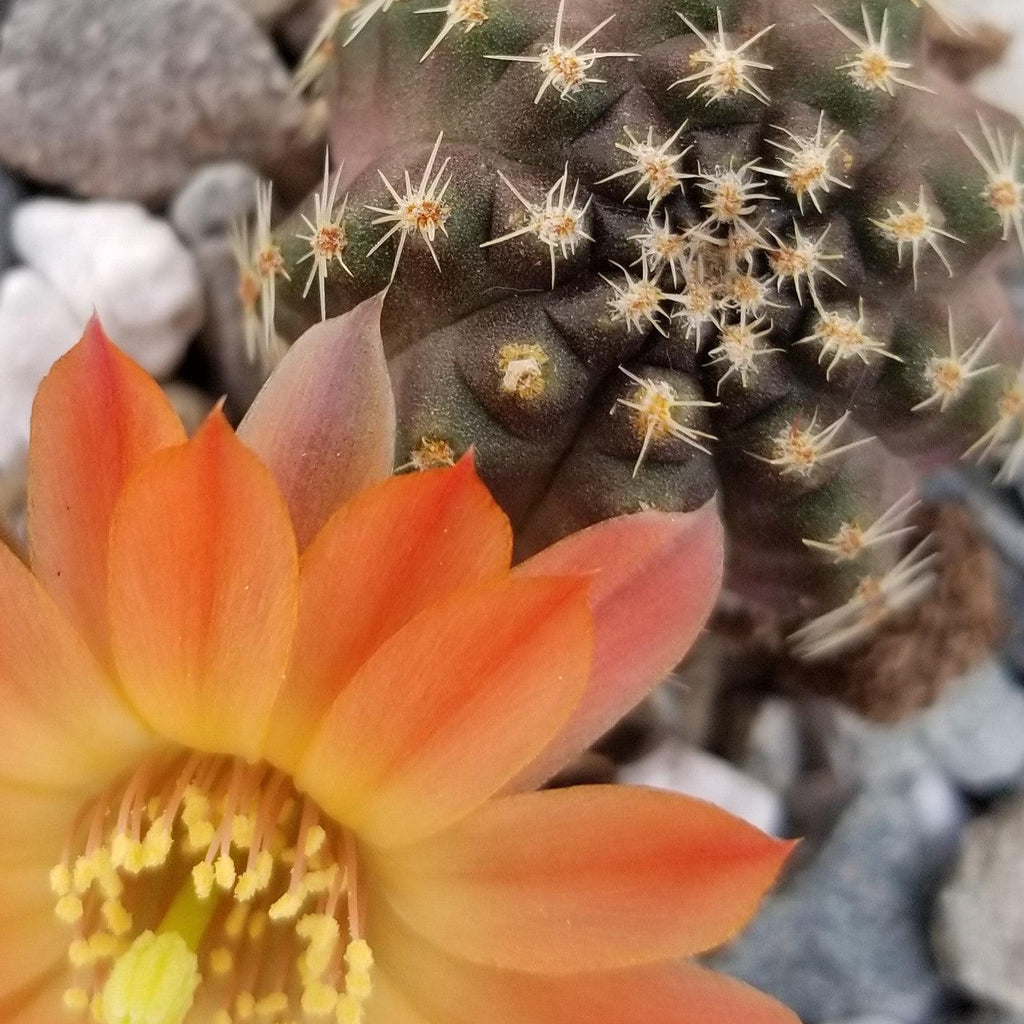 Mediolobivia Tropaolipicta