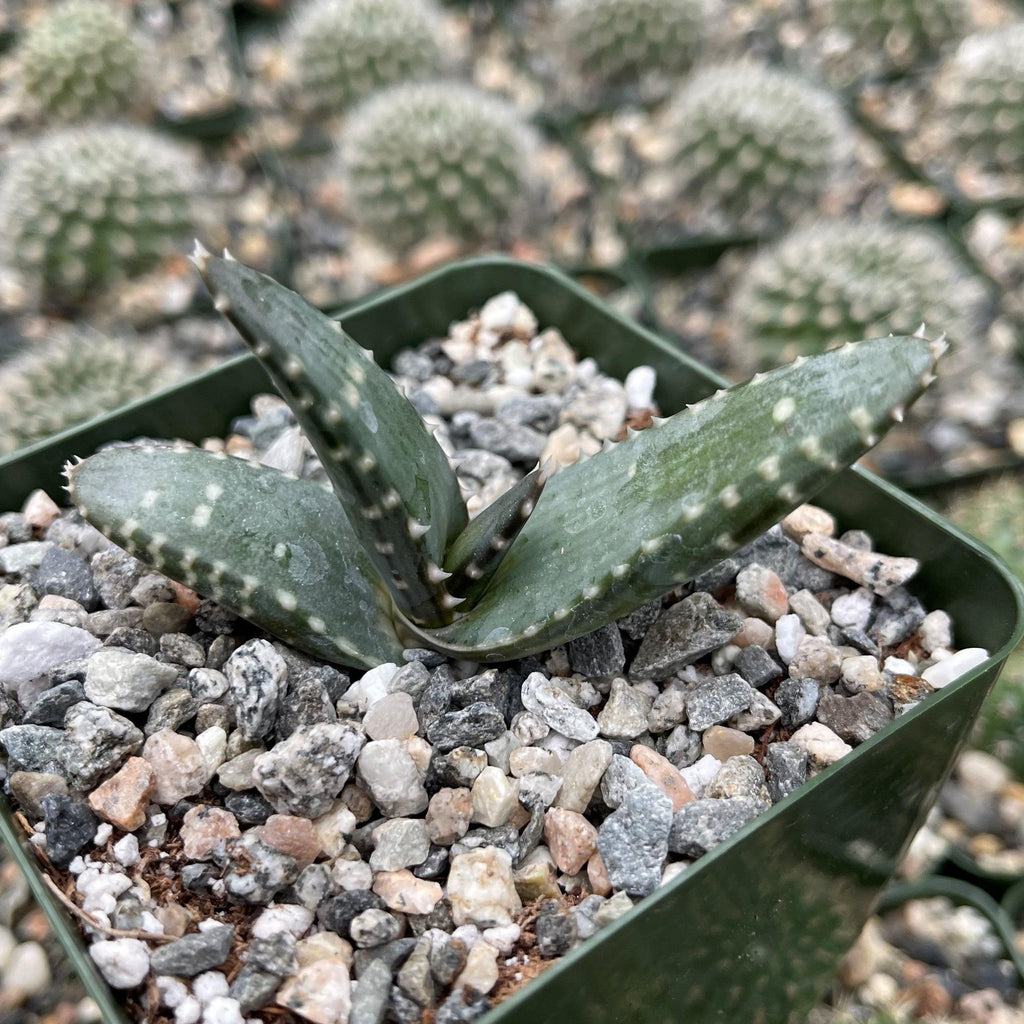 Aloe pearsonii