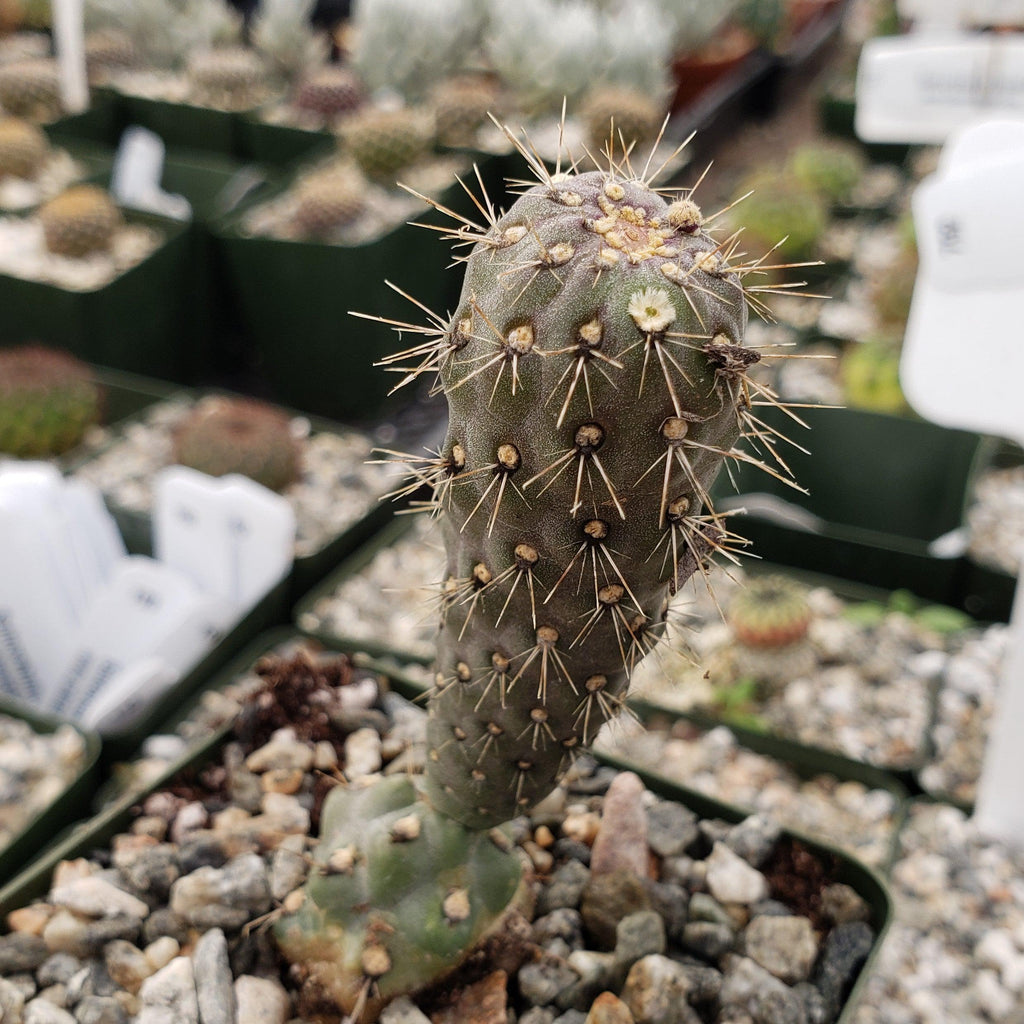 Opuntia fulgida boxing glove cactus