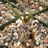 Pachypodium horombense